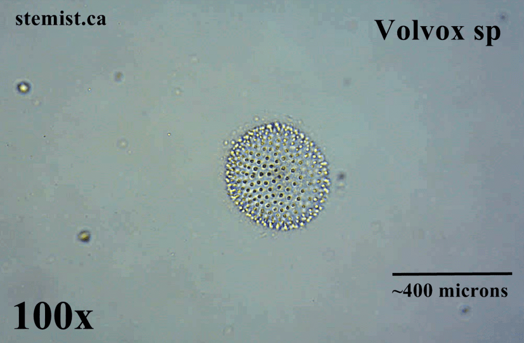 Above: A species of volvox at 100x magnification. Many algal cells live connected together.